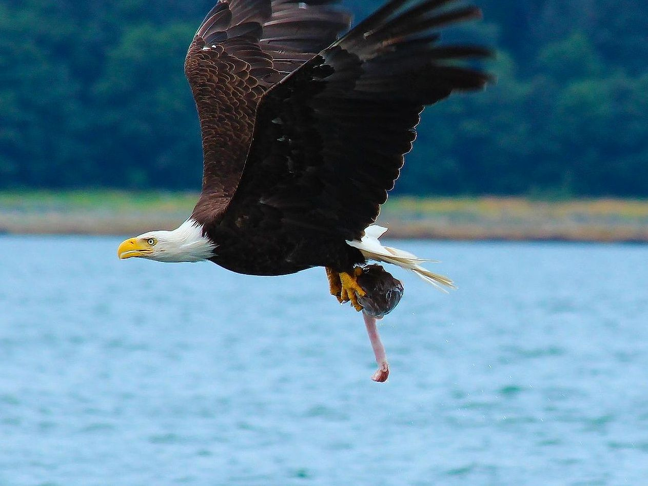 Guía de pesca